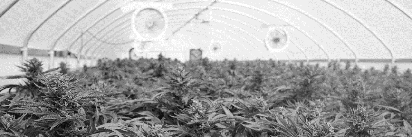 Cannabis_Greenhouse_WP